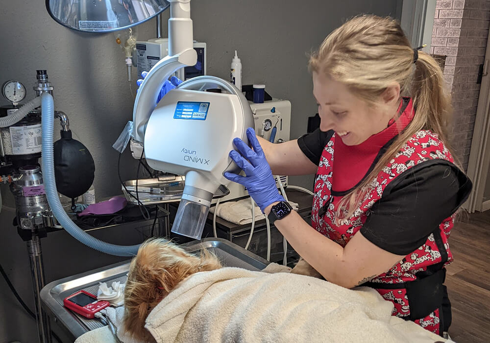 vet tech performing veterinary dental x-rays