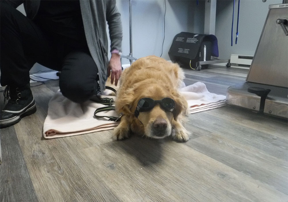 A-Golden-Retriever-dog-wearing-a-sunglass-lying-on-wooden-floor A Golden Retriever dog wearing a sunglass lying on wooden floor