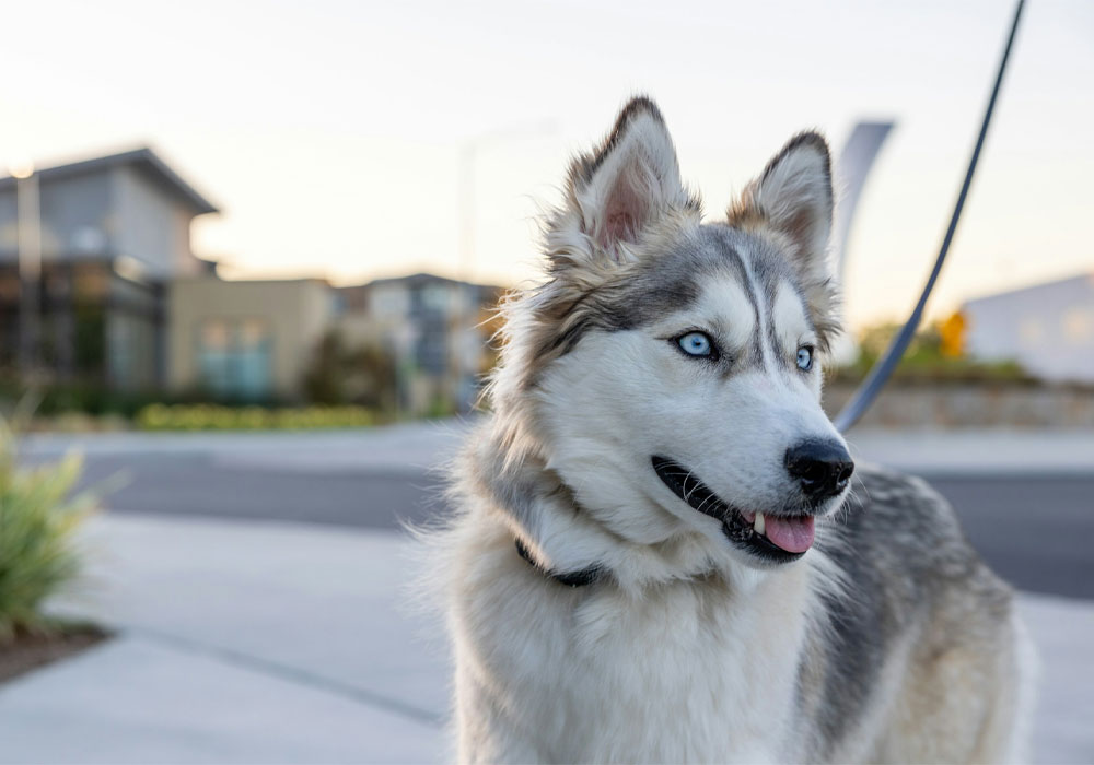 A beautiful husky on a walk.