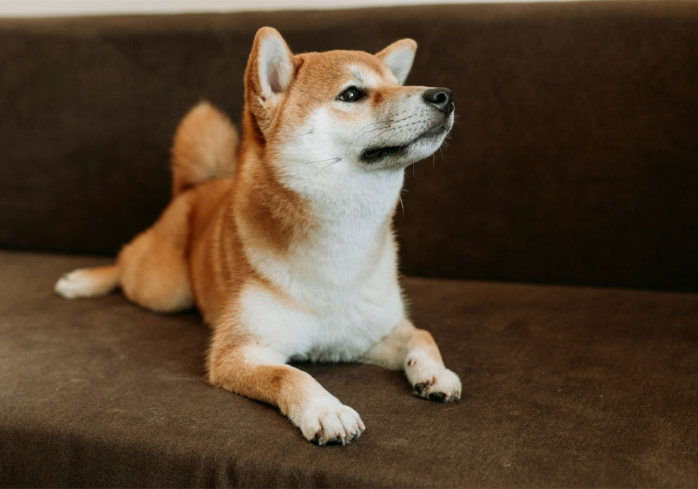 A brown Shiba Inu sitting on a brown couch