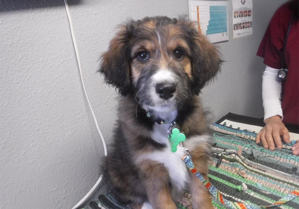 A brown and black hairy puppy looking at the camera
