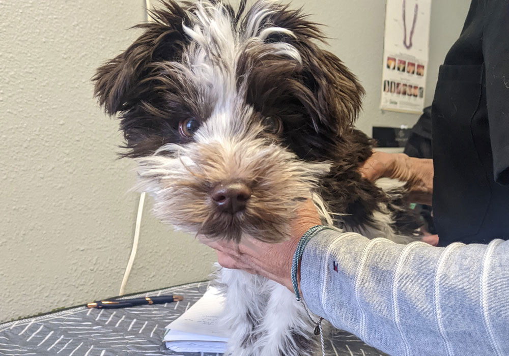 A-brown-and-white-Schnoodle-puppy-is-being-held-by-our-team A brown and white Schnoodle puppy is being held by our team.