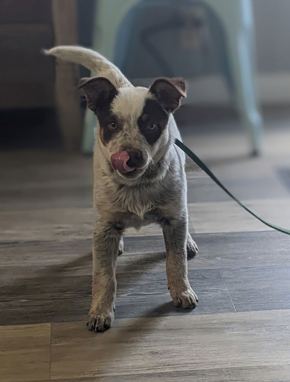 A brown and white mottled puppy standing on a wooden floor