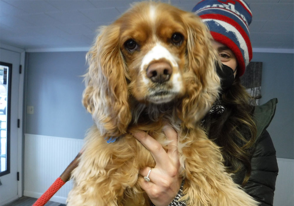 A-brown-and-white-spaniel-carried-by-a-lady A brown and white spaniel carried by a lady