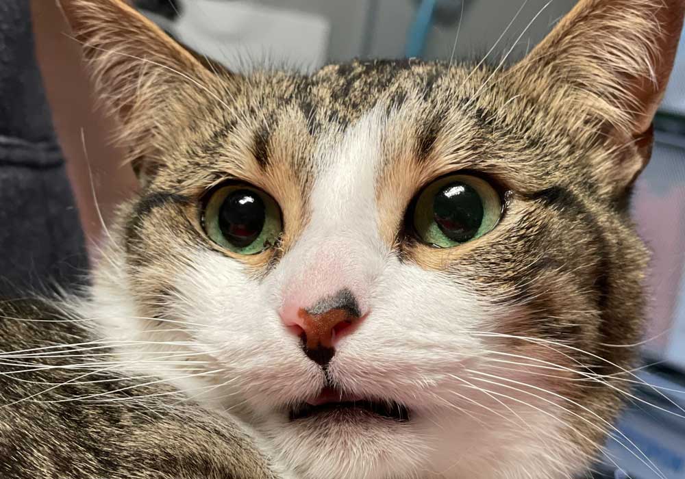 A-close-up-of-a-tabby-cat A close-up of a tabby cat