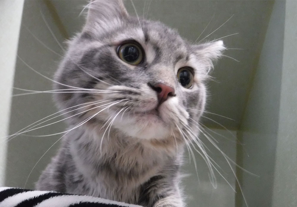 A-cute-grey-cat-looking-distinguishly A cute grey cat looking distinguish manner