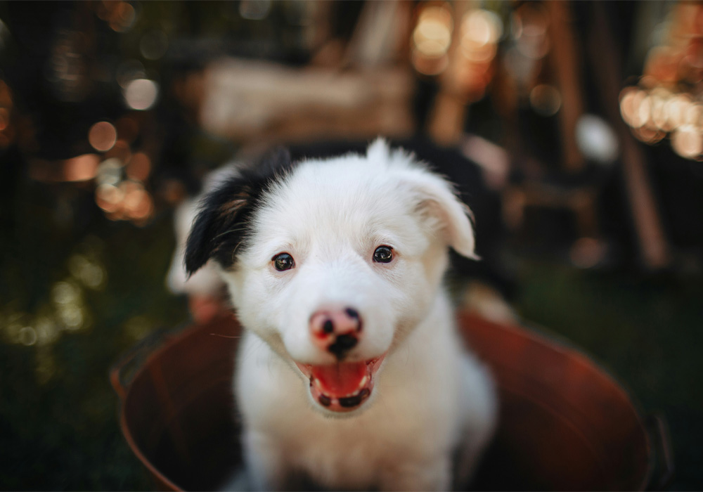 A cute little white puppy with black spots on its nose and a black ear looking at camera.