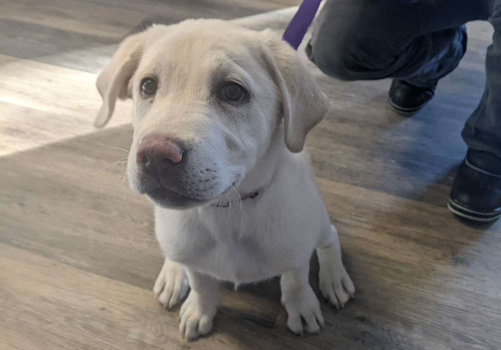 A cute white puppy staring at camera.