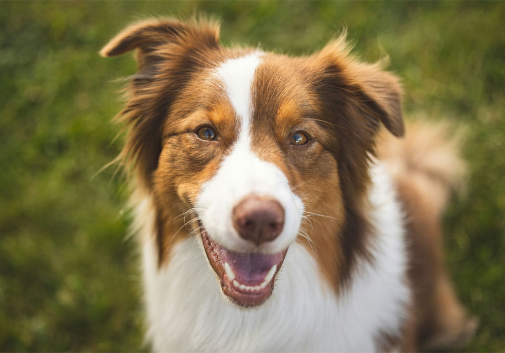 A happy brown and white dog looking at camera 