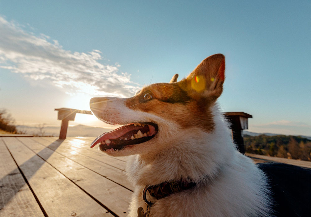A happy corgi sitting on a wooden deck at sunset. 