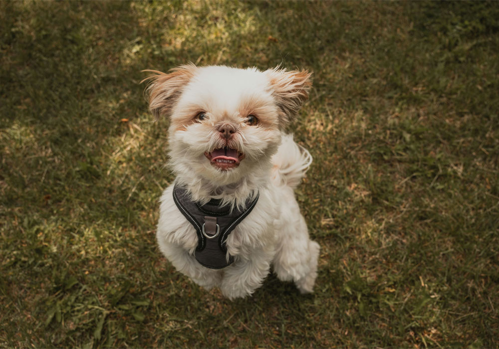 A happy small dog playing in a grassy field.