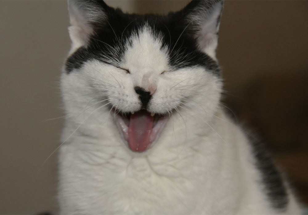 A white and black happy cat yawning.