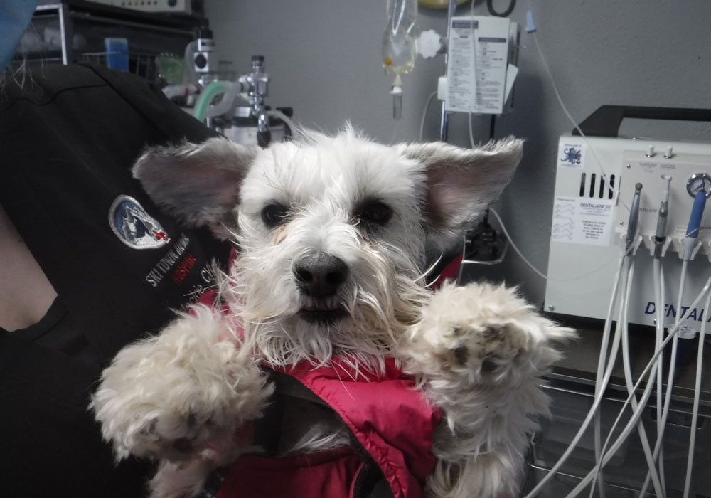 A-white-dog-in-a-operation-room A white dog in a operation room