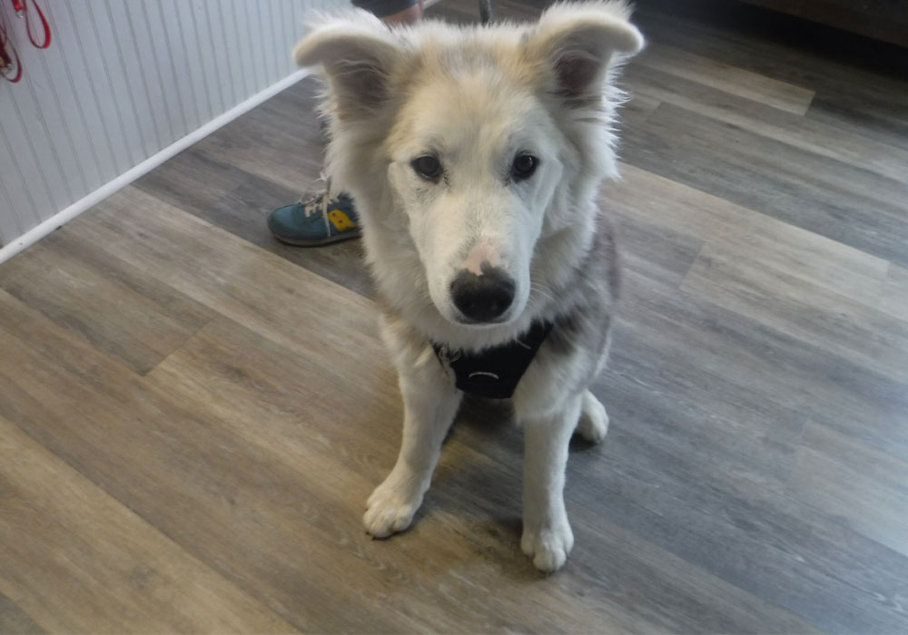 A white dog sitting on a wooden floor