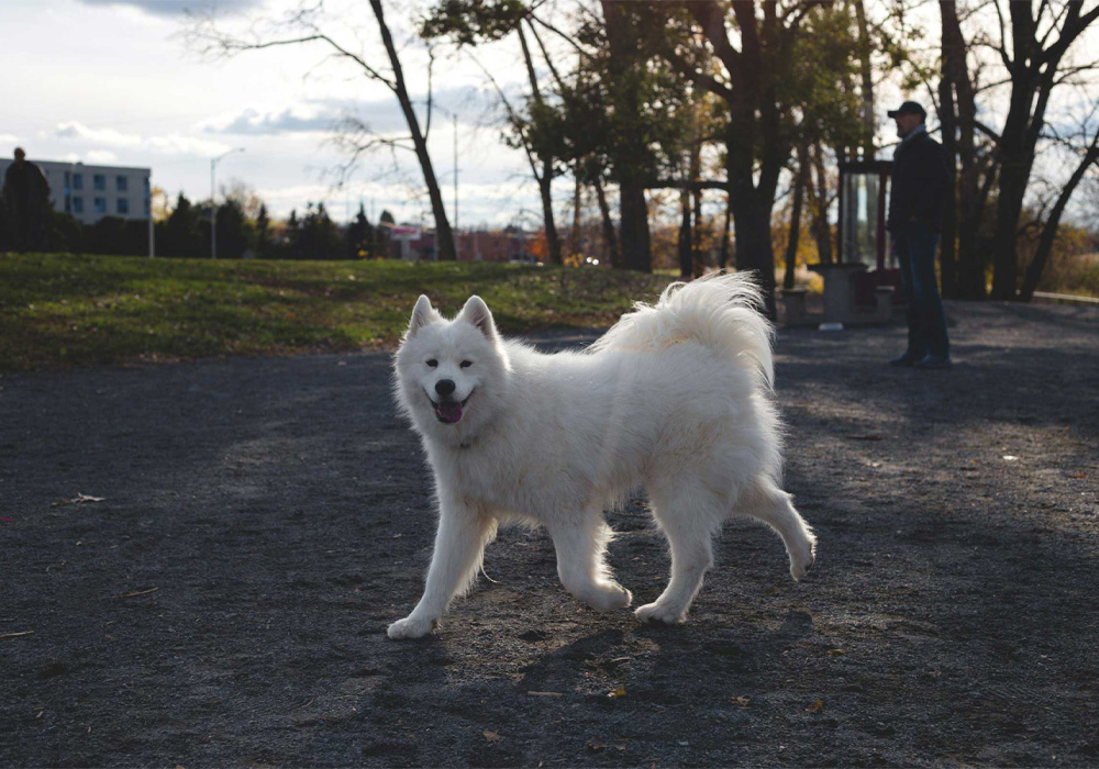 A-white-fluffy-dog-stolling A white fluffy dog strolling