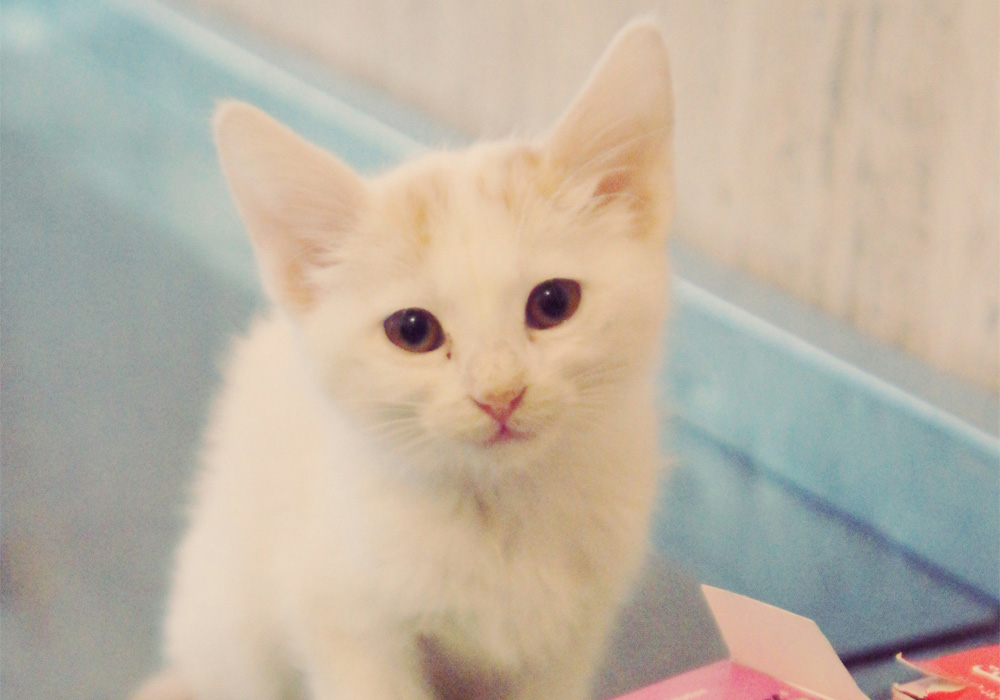 A white kitten looking at camera.