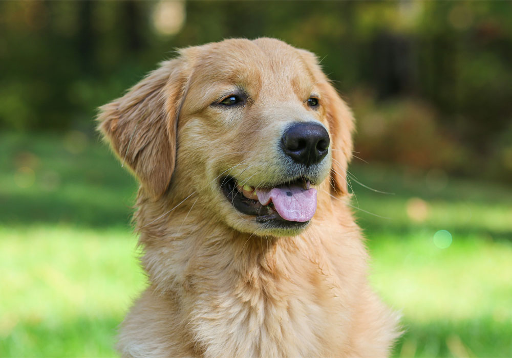 An adult Golden Retriever in frame with green grass fields.