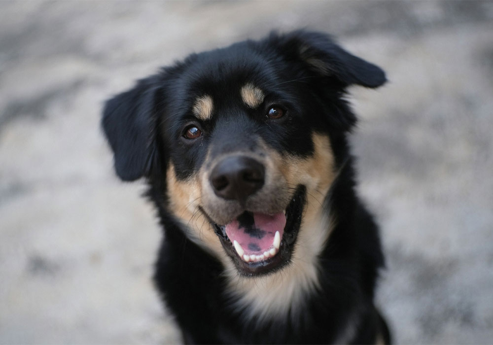 Black happy smiling dog looking at the camera