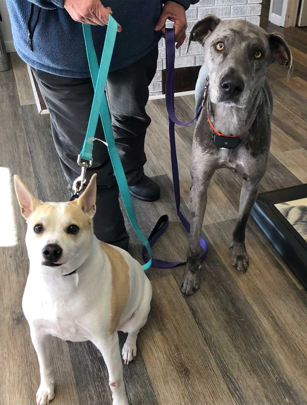 Buck and birdie in a frame at our clinic