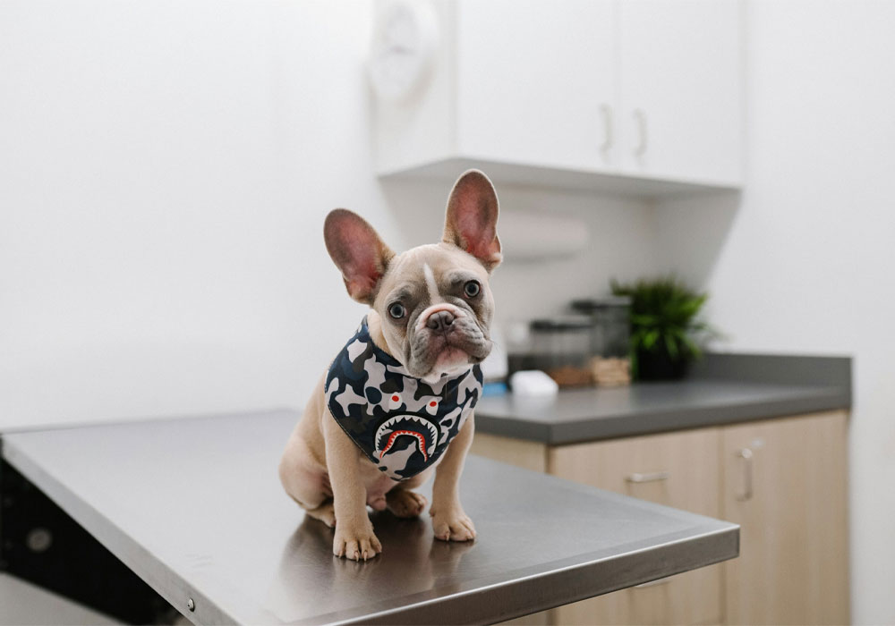 Cute French Bull dog sitting on a counter.