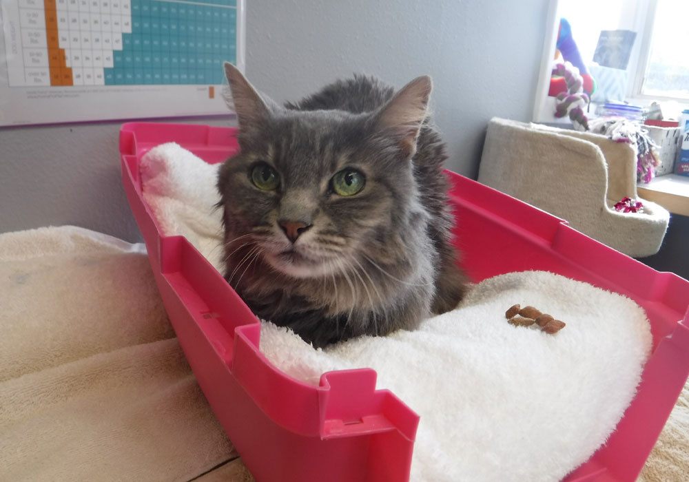 Diamond-Gibson-looking-at-camera-sitting-in-his-plastic-tray Diamond Gibson looking at camera sitting in his plastic tray.