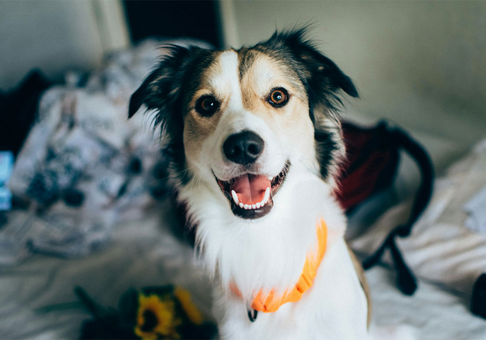 Happy dog looking straight at camera.