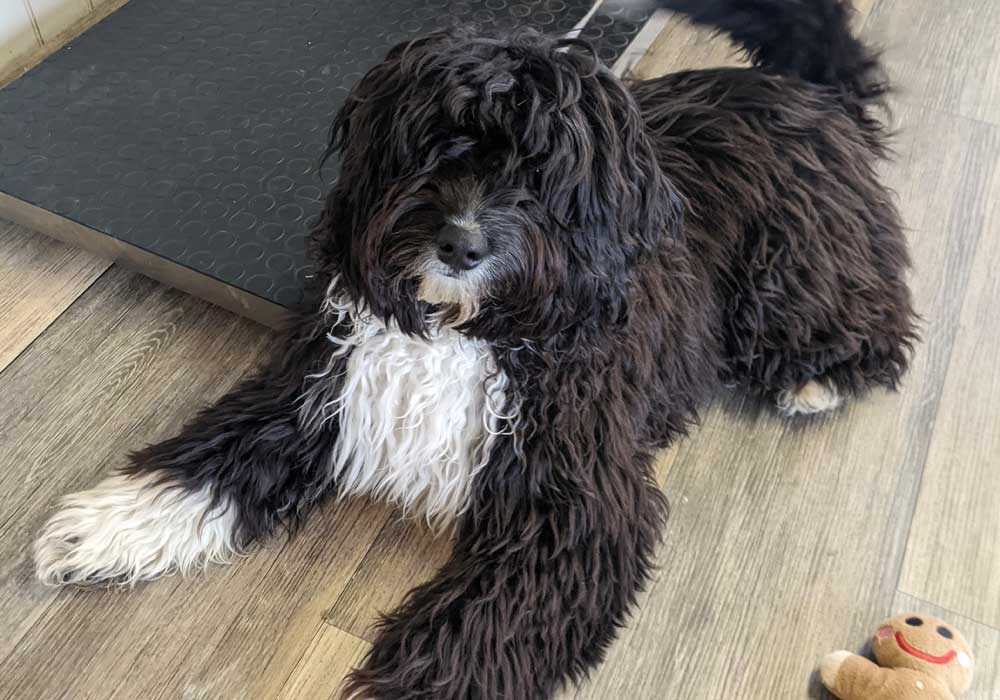 Merlin the long coated black colored dog sitting on a wooden floor.