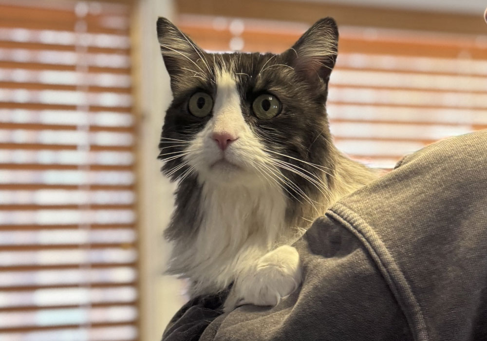 Our-cat-Sushi-looking-at-a-direction Our cat Sushi looking at a direction