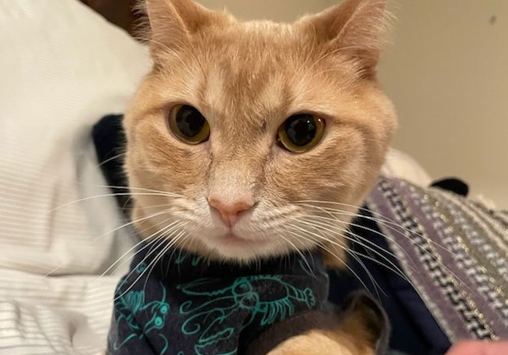 Our cat timmy wearing a cute tshirt