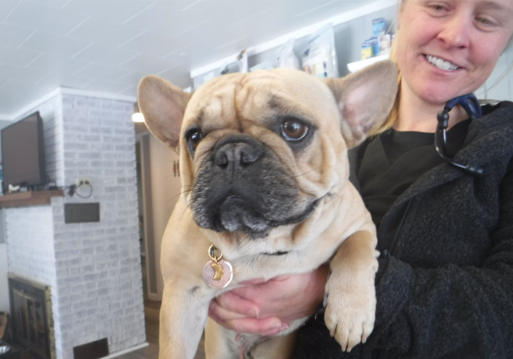 Our team member holding a french bulldog in their hands