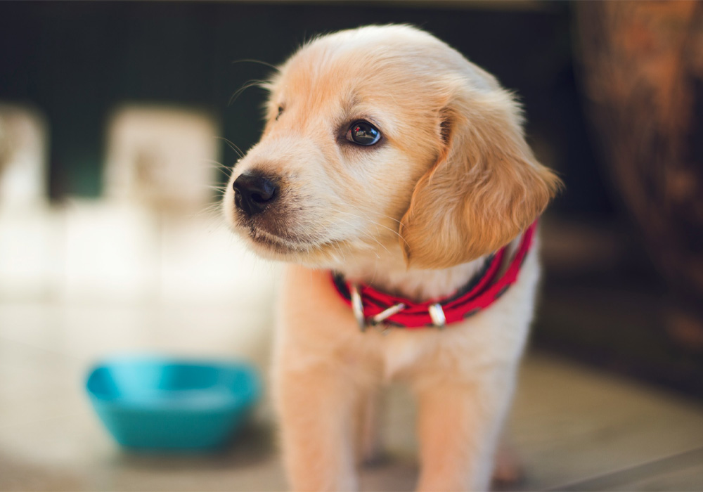 Small light brown puppy looking sideways.