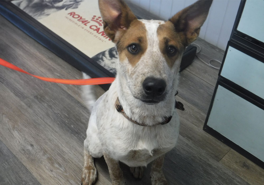 Stevie looking at camera decently