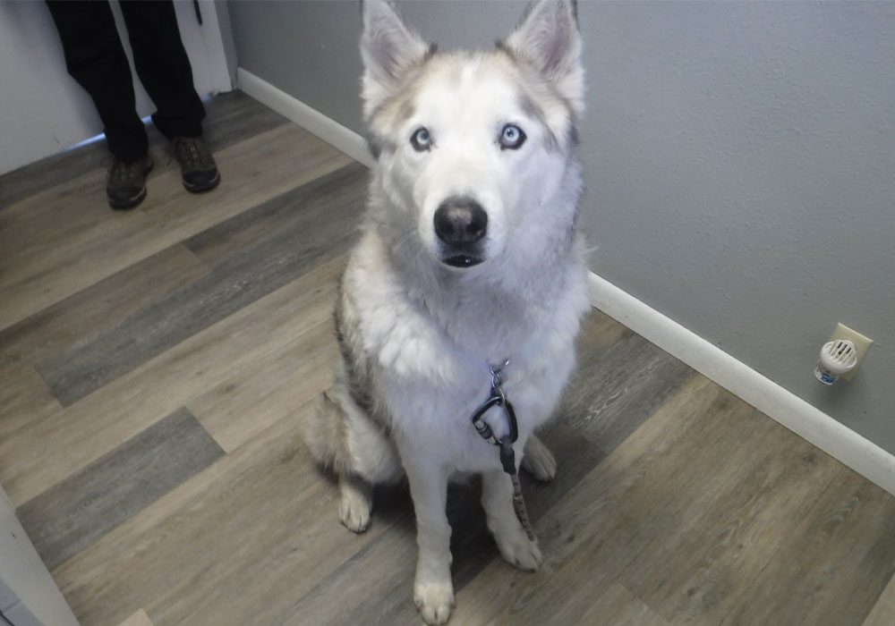 Weston came for a checkup