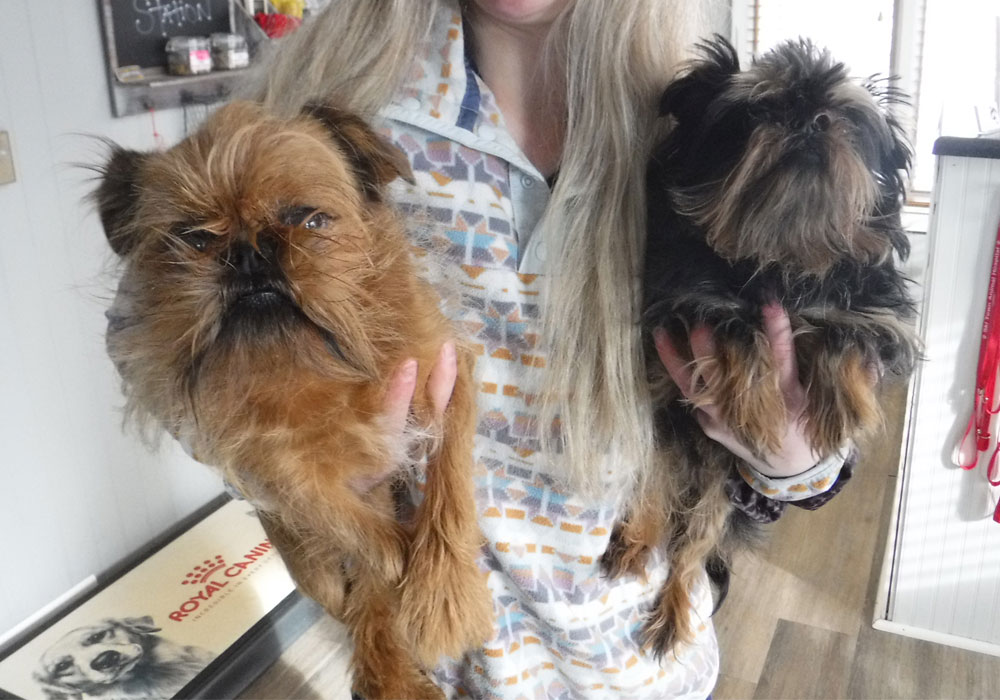Woman holding two Brussels Griffons.